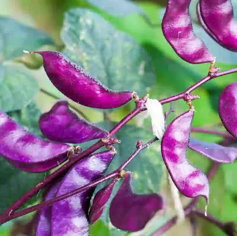 লাল শিম বীজ (50+ Seeds) – দ্রুত বৃদ্ধি ও বেশি ফলন 1