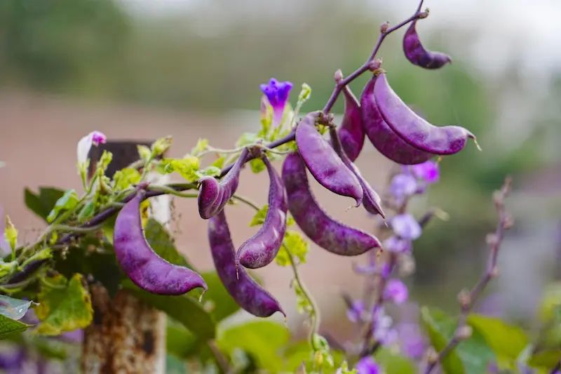 লাল শিম বীজ (50+ Seeds) – দ্রুত বৃদ্ধি ও বেশি ফলন 2