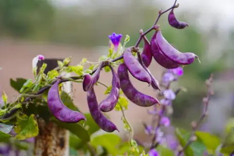 লাল শিম বীজ (50+ Seeds) – দ্রুত বৃদ্ধি ও বেশি ফলন 2