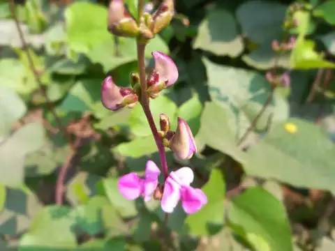লাল শিম বীজ (50+ Seeds) – দ্রুত বৃদ্ধি ও বেশি ফলন 3