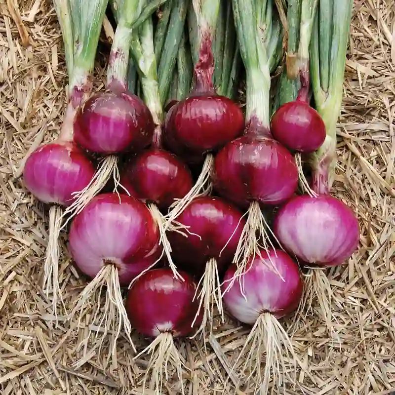 লাল পেঁয়াজ বীজ (400+ Seeds) – বড় সাইজ, বেশি ফলন ও দীর্ঘ সংরক্ষণযোগ্য 3