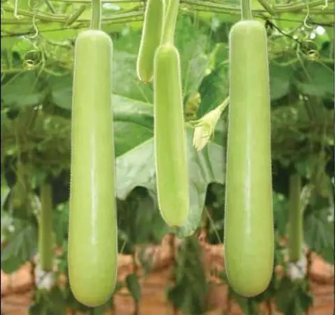 কোরিয়ান লম্বা লাউ বীজ (50+ Seeds) লম্বা, নরম ও বেশি ফলন 1