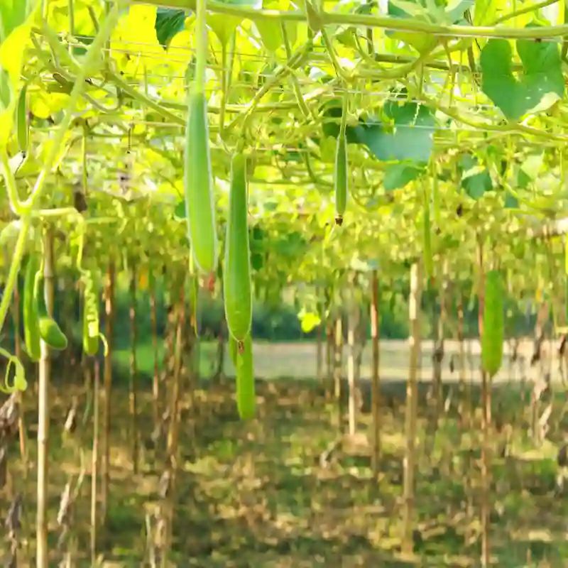কোরিয়ান লম্বা লাউ বীজ (50+ Seeds) লম্বা, নরম ও বেশি ফলন 2