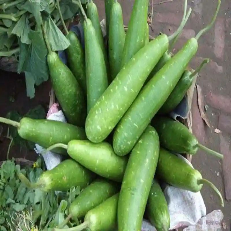 কোরিয়ান লম্বা লাউ বীজ (50+ Seeds) লম্বা, নরম ও বেশি ফলন 3