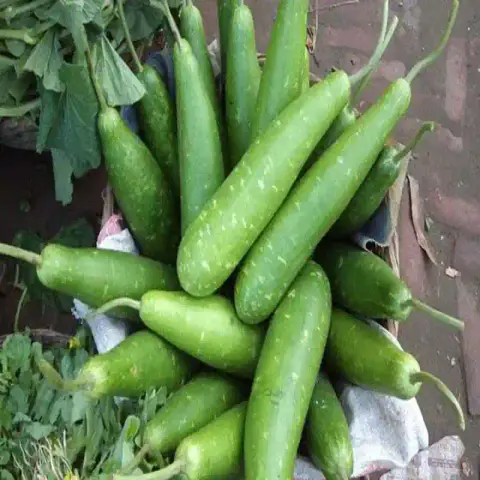 কোরিয়ান লম্বা লাউ বীজ (50+ Seeds) লম্বা, নরম ও বেশি ফলন 3