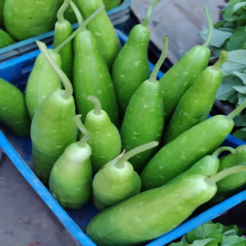 কোরিয়ান লম্বা লাউ বীজ (50+ Seeds) লম্বা, নরম ও বেশি ফলন 4