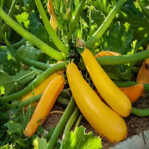 হলুদ স্কোয়াশ বীজ (50+ Seeds) উজ্জ্বল রঙ, নরম ও উচ্চ ফলন 2