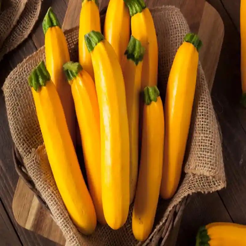 হলুদ স্কোয়াশ বীজ (50+ Seeds) উজ্জ্বল রঙ, নরম ও উচ্চ ফলন 3