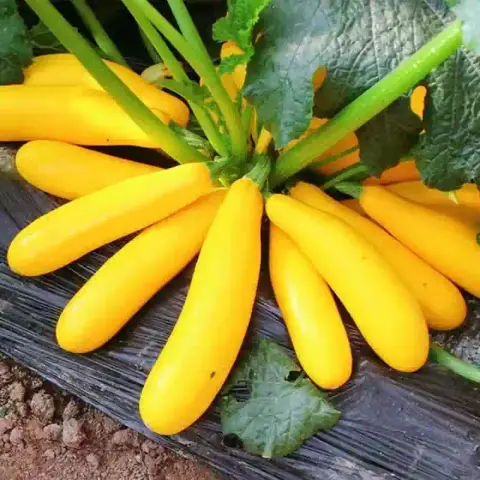 হলুদ স্কোয়াশ বীজ (50+ Seeds) উজ্জ্বল রঙ, নরম ও উচ্চ ফলন 4