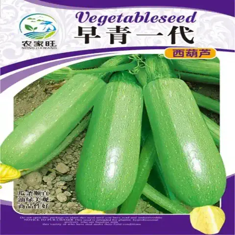 স্কোয়াশ বীজ (50+ Seeds) – নরম, কচি ও উচ্চ ফলনশীল 1