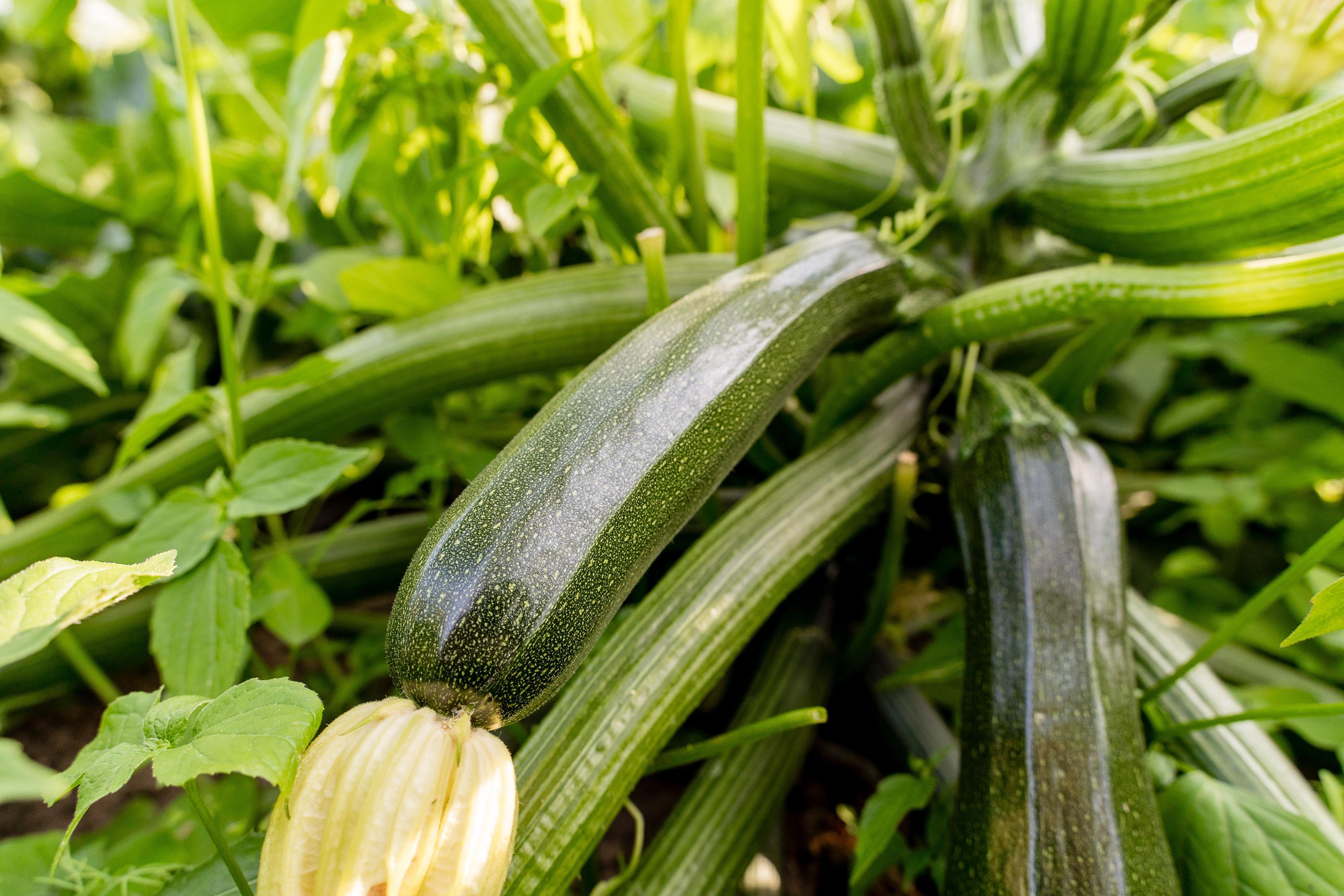 স্কোয়াশ বীজ (50+ Seeds) – নরম, কচি ও উচ্চ ফলনশীল 2