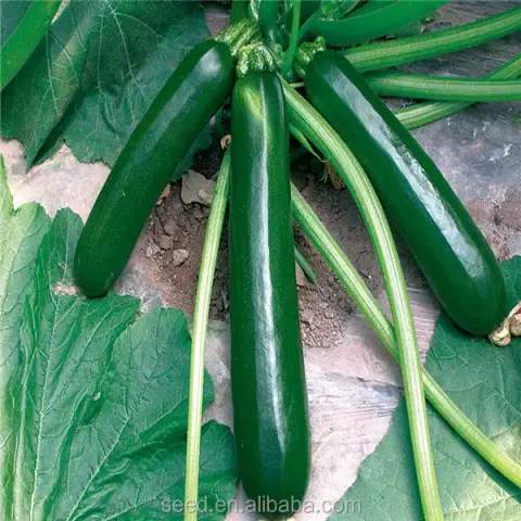 স্কোয়াশ বীজ (50+ Seeds) – নরম, কচি ও উচ্চ ফলনশীল 3