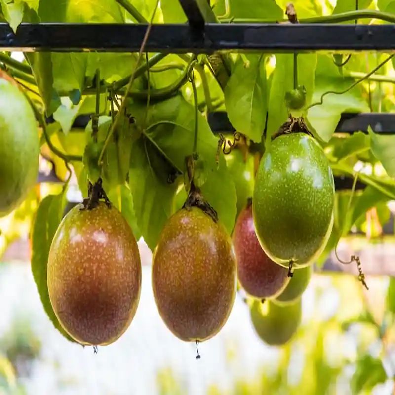 আনার কলি বীজ (50+ Seeds) সুগন্ধি, মিষ্টি ও উচ্চ ফলন 3