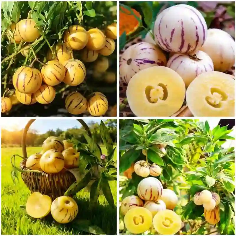 পেপিনো মেলন বীজ (50+ Seeds) মিষ্টি, জুসি ও উচ্চ ফলন 4