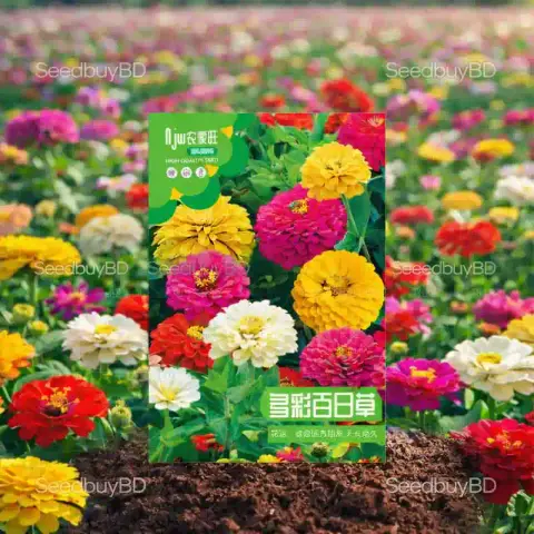 জিনিয়া ফুলের বীজ (100+ Seeds) উজ্জ্বল রঙ, সহজ চাষ ও দীর্ঘ সময় ফুল ফোটে 1
