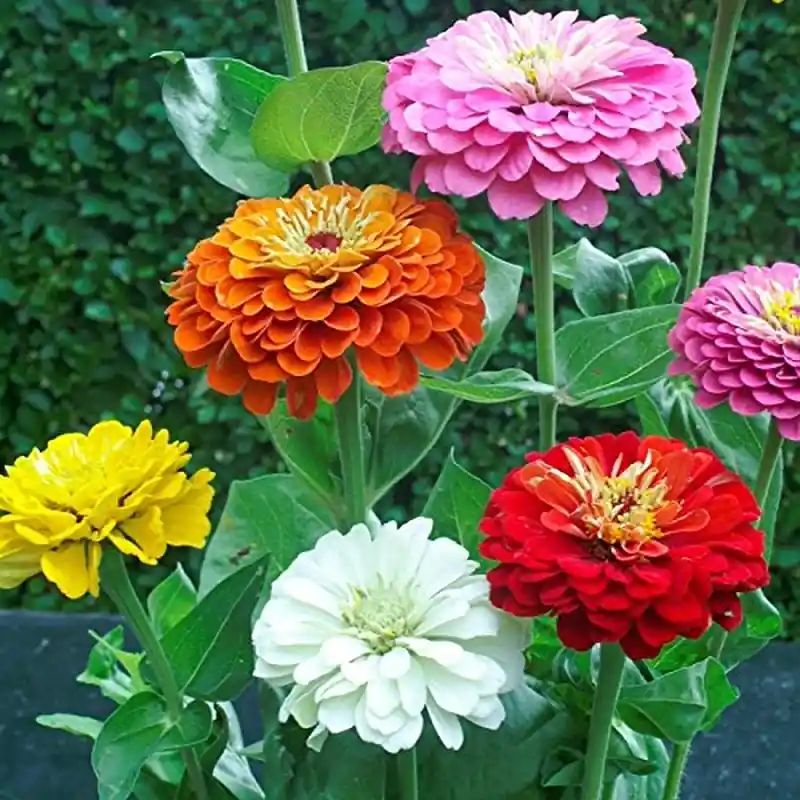 জিনিয়া ফুলের বীজ (100+ Seeds) উজ্জ্বল রঙ, সহজ চাষ ও দীর্ঘ সময় ফুল ফোটে 2
