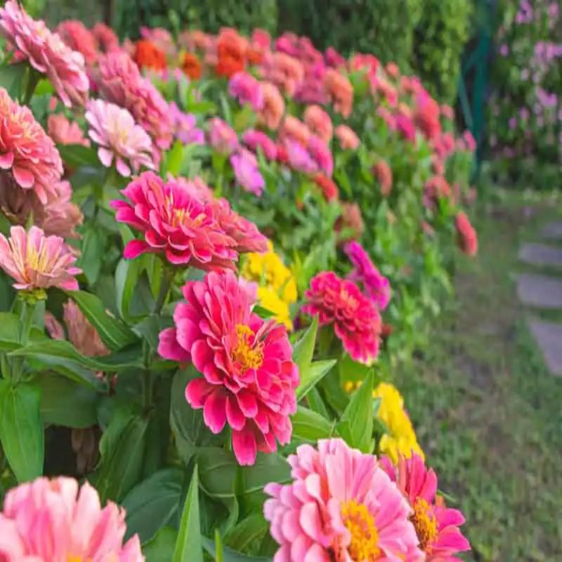 জিনিয়া ফুলের বীজ (100+ Seeds) উজ্জ্বল রঙ, সহজ চাষ ও দীর্ঘ সময় ফুল ফোটে 3