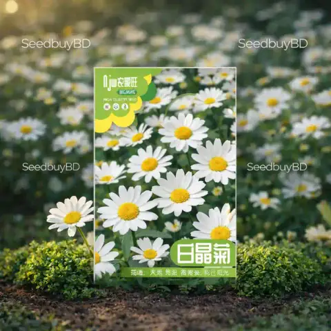 ডেইজি ফুলের বীজ (500+ Seeds) সাদা পাপড়ি, সহজ চাষ ও দীর্ঘ সময় ফোটে 1