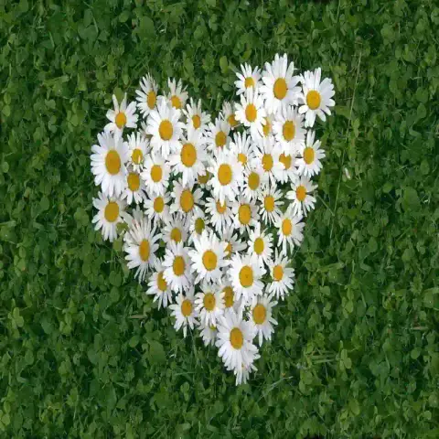 ডেইজি ফুলের বীজ (500+ Seeds) সাদা পাপড়ি, সহজ চাষ ও দীর্ঘ সময় ফোটে 3