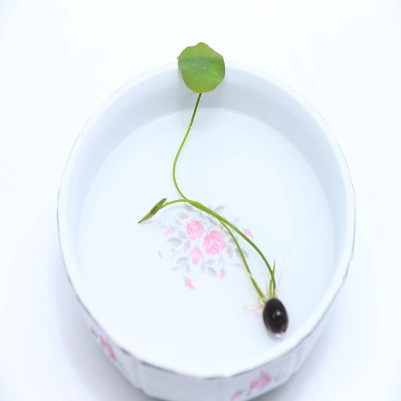 ছোট পদ্ম ফুলের বীজ (Mini Lotus 5+ Seeds)পানিতে চাষযোগ্য, সুন্দর ও শান্ত পরিবেশ 2