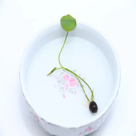 ছোট পদ্ম ফুলের বীজ (Mini Lotus 5+ Seeds)পানিতে চাষযোগ্য, সুন্দর ও শান্ত পরিবেশ 2