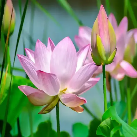 ছোট পদ্ম ফুলের বীজ (Mini Lotus 5+ Seeds)পানিতে চাষযোগ্য, সুন্দর ও শান্ত পরিবেশ 3