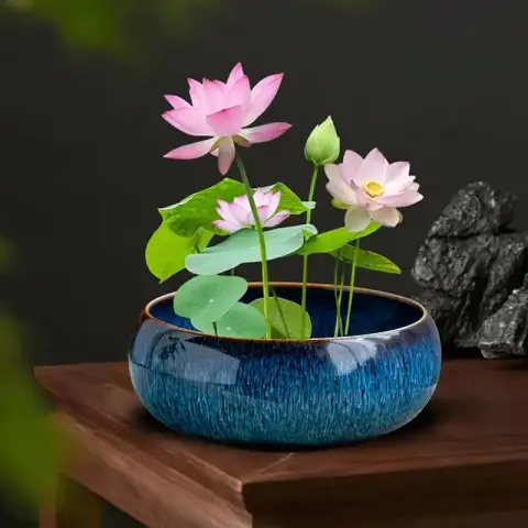 ছোট পদ্ম ফুলের বীজ (Mini Lotus 5+ Seeds)পানিতে চাষযোগ্য, সুন্দর ও শান্ত পরিবেশ 4
