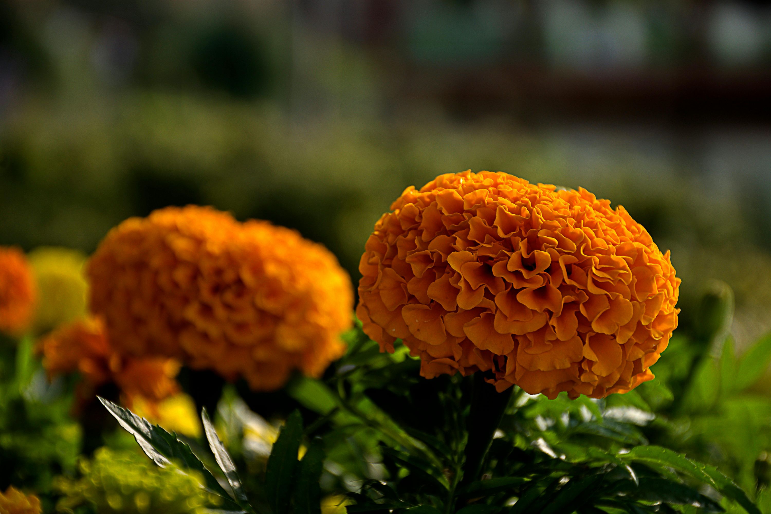 হলুদ গাঁদা ফুলের বীজ (220+ Seeds)উজ্জ্বল রঙ, বেশি ফুল ও সহজ চাষ 2