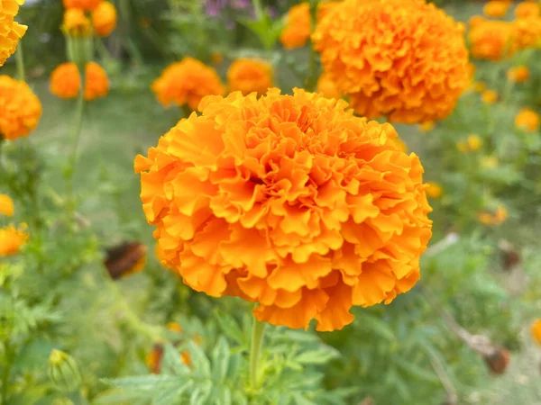 হলুদ গাঁদা ফুলের বীজ (220+ Seeds)উজ্জ্বল রঙ, বেশি ফুল ও সহজ চাষ 4