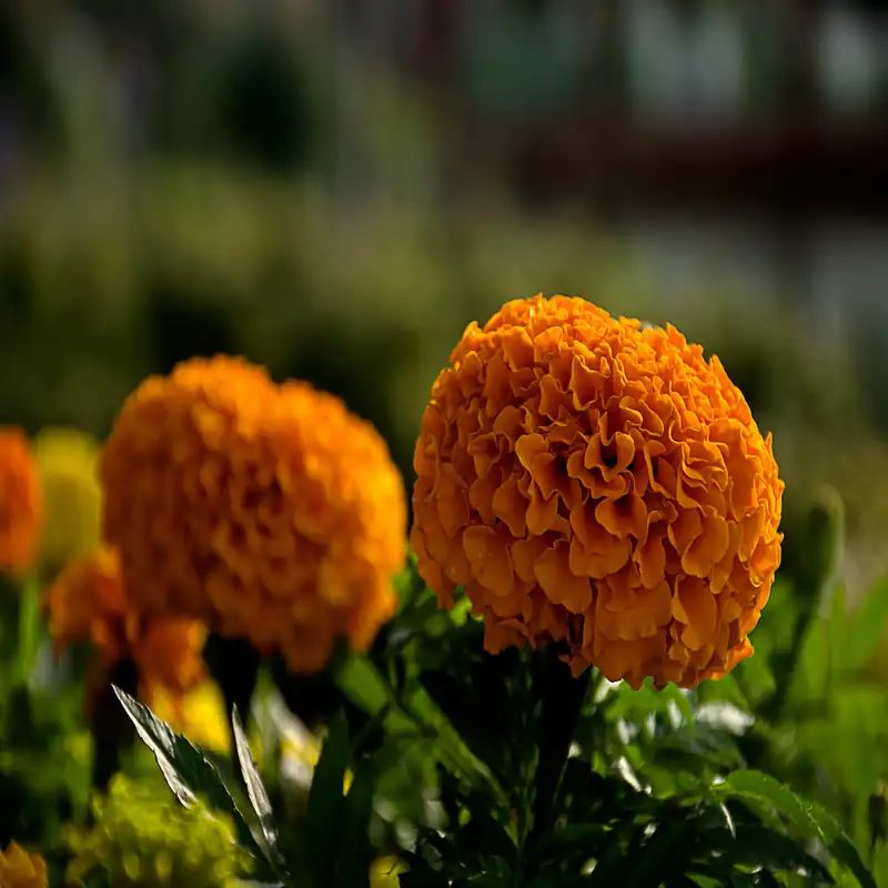 লাল গাঁদা ফুলের বীজ (200+ Seeds) উজ্জ্বল রঙ, বেশি ফুল ও সহজ চাষ 2