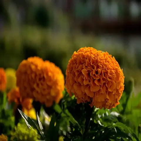লাল গাঁদা ফুলের বীজ (200+ Seeds) উজ্জ্বল রঙ, বেশি ফুল ও সহজ চাষ 2