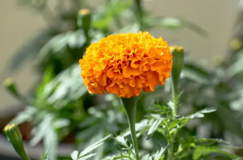 লাল গাঁদা ফুলের বীজ (200+ Seeds) উজ্জ্বল রঙ, বেশি ফুল ও সহজ চাষ 3