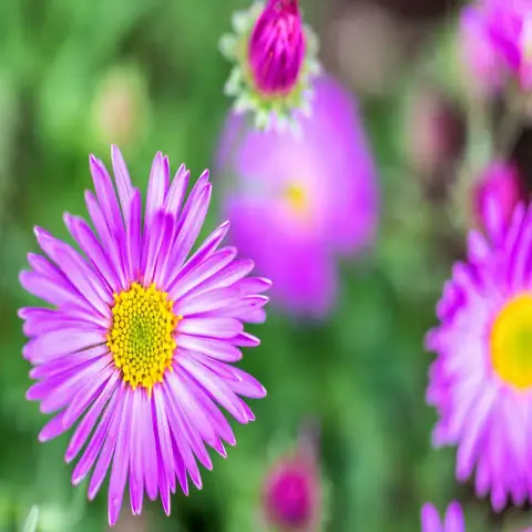 পার্পল অ্যাস্টার ফুলের বীজ (1500+ Seeds) গাঢ় রঙ, দীর্ঘ সময় ফুল ও সহজ চাষ 2