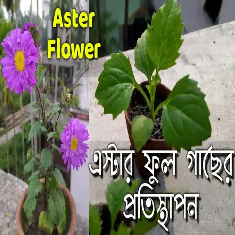 পার্পল অ্যাস্টার ফুলের বীজ (1500+ Seeds) গাঢ় রঙ, দীর্ঘ সময় ফুল ও সহজ চাষ 3