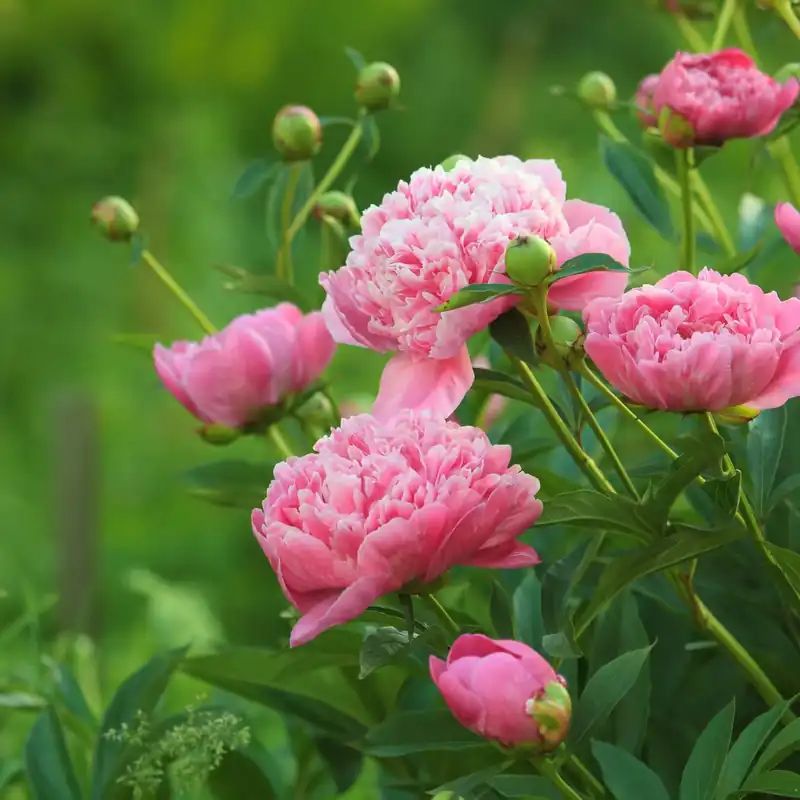 পিওনি ফুলের বীজ (20+ Seeds) – বড় ফুল, সুগন্ধি ও প্রিমিয়াম লুক 2