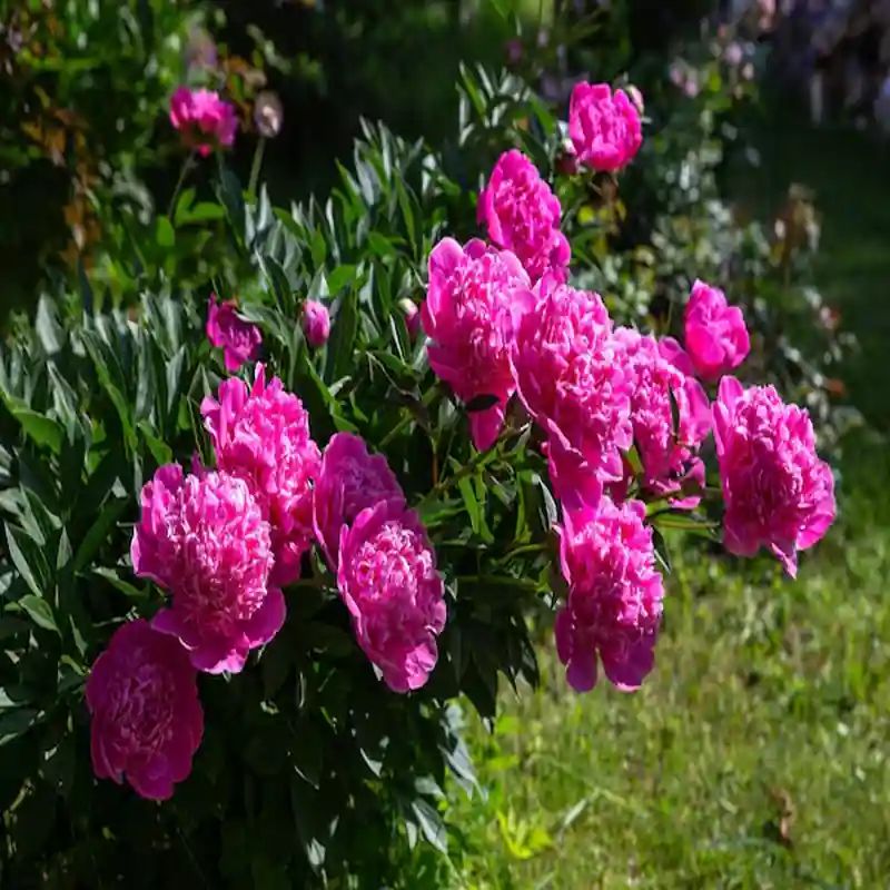 পিওনি ফুলের বীজ (20+ Seeds) – বড় ফুল, সুগন্ধি ও প্রিমিয়াম লুক 3