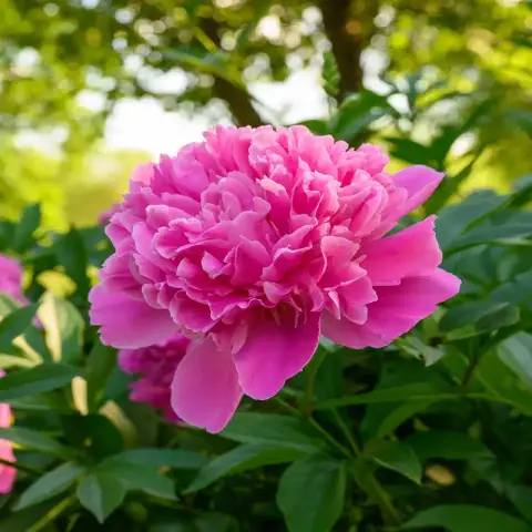 পিওনি ফুলের বীজ (20+ Seeds) – বড় ফুল, সুগন্ধি ও প্রিমিয়াম লুক 4
