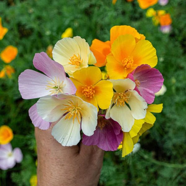 মাল্টি কালার পপি ফুলের বীজ (50+ Seeds) – এক গাছে ৫ রঙের ফুল 3