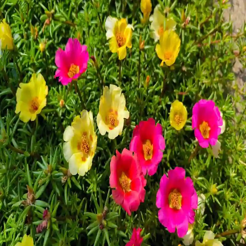 মিক্স পোর্টুলিকা ফুলের বীজ (5000+ Seeds)এক গাছে ৫ রঙের ফুল 2
