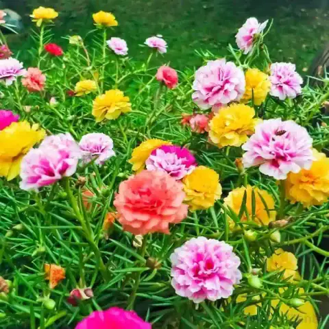 মিক্স পোর্টুলিকা ফুলের বীজ (5000+ Seeds)এক গাছে ৫ রঙের ফুল 3