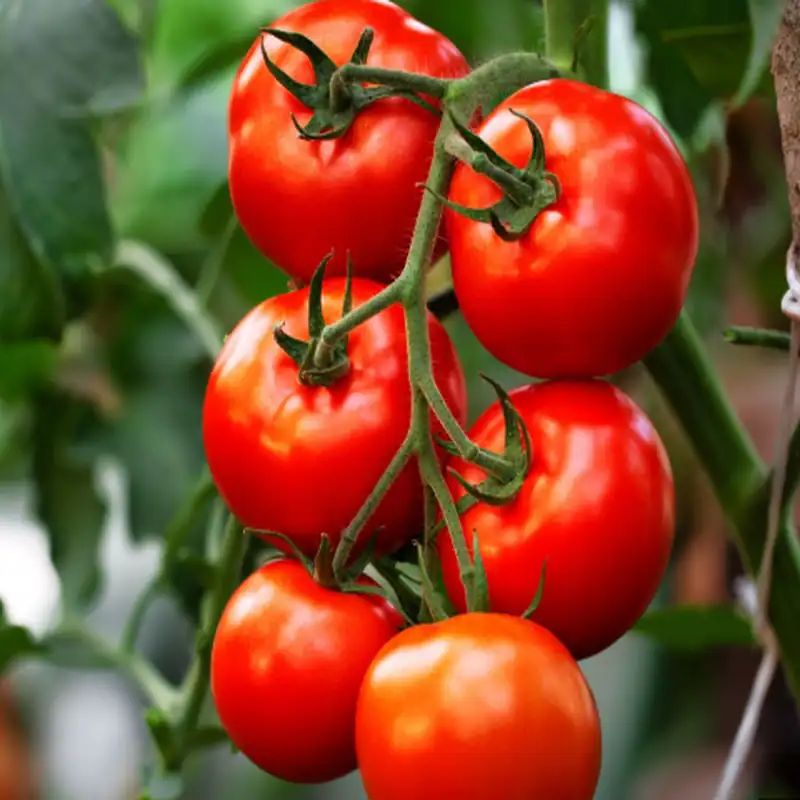 বিদেশি টমেটো বীজ (500+ Seeds) – ইউনিক কালার, সুস্বাদু ও উচ্চ ফলন 3
