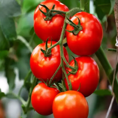 বিদেশি টমেটো বীজ (500+ Seeds) – ইউনিক কালার, সুস্বাদু ও উচ্চ ফলন 3