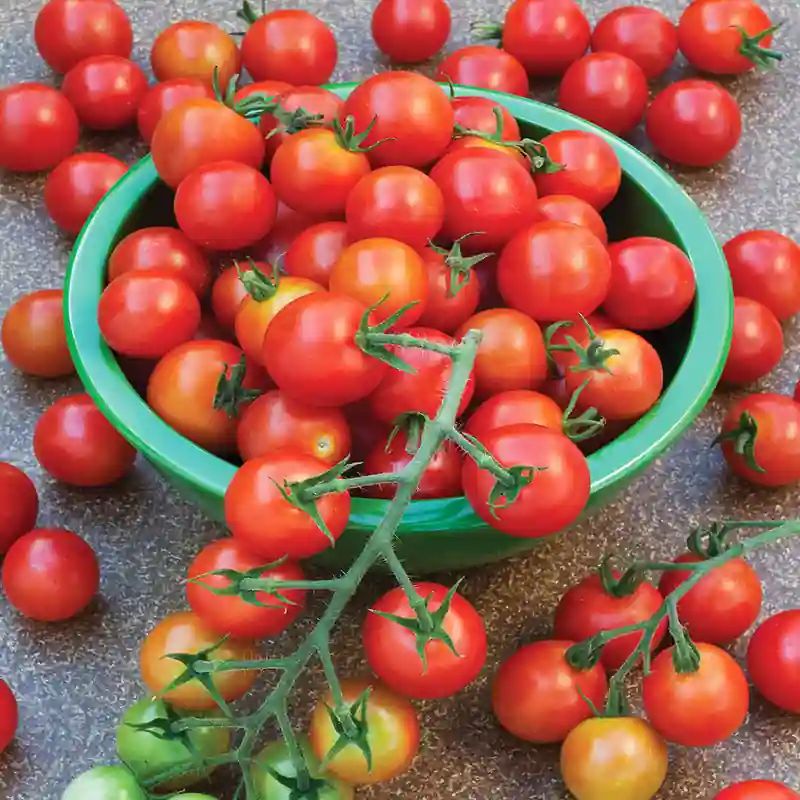চেরি টমেটো বীজ (200+ Seeds) – ছোট, মিষ্টি ও বেশি ফলন 2