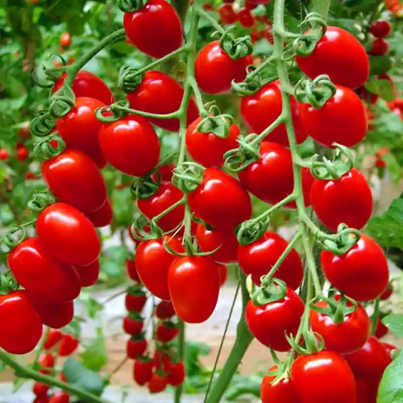 চেরি টমেটো বীজ (200+ Seeds) – ছোট, মিষ্টি ও বেশি ফলন 3