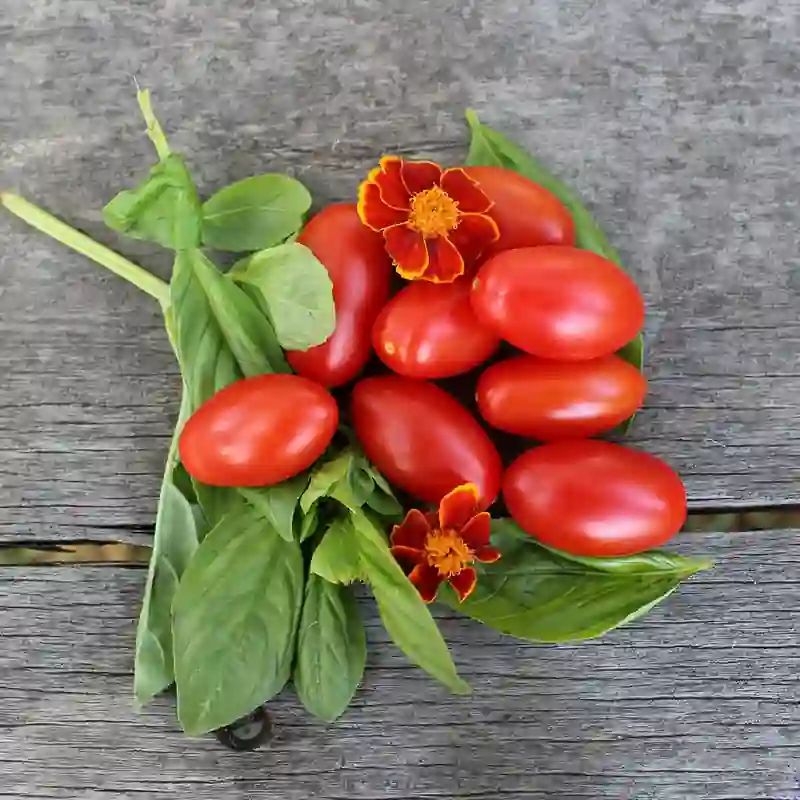 চেরি টমেটো বীজ (200+ Seeds) – ছোট, মিষ্টি ও বেশি ফলন 4
