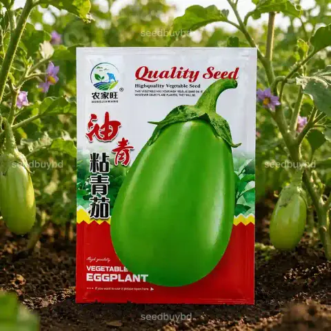 সবুজ গোল বেগুন বীজ (300+ Seeds) – বড় সাইজ, নরম ও বেশি ফলন