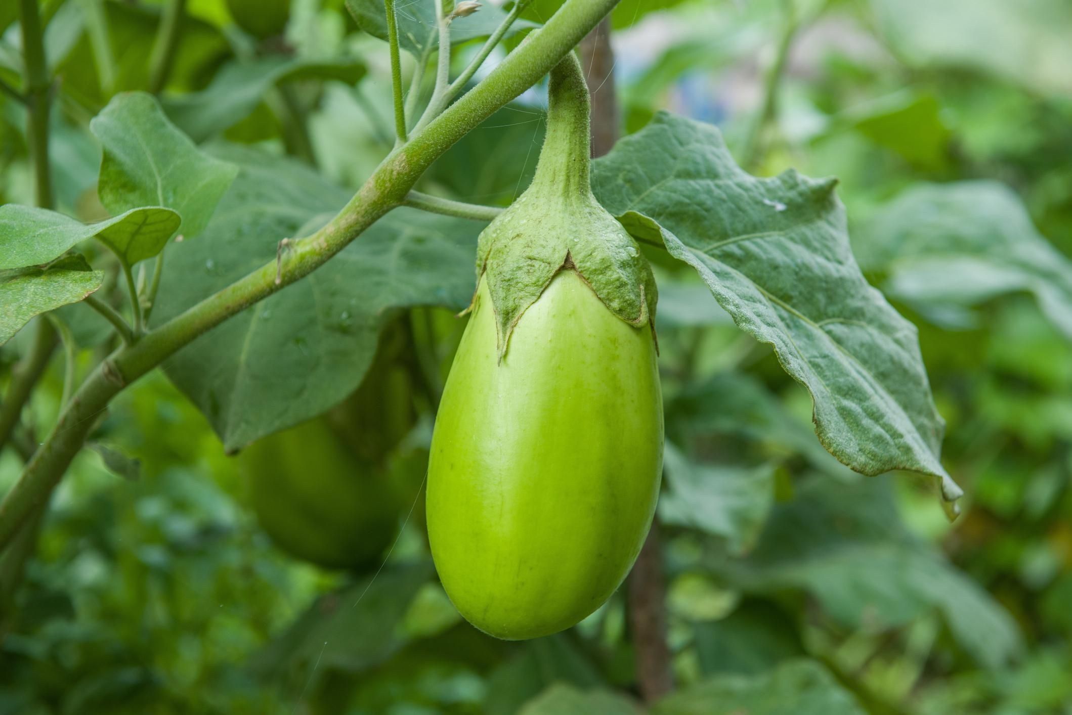 সবুজ গোল বেগুন বীজ (300+ Seeds) – বড় সাইজ, নরম ও বেশি ফলন 2