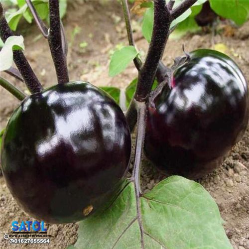 বিদেশি গোল তাল বেগুন বীজ (350+ Seeds) – বড় সাইজ, বেশি ফলন 2