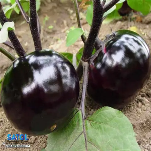 বিদেশি গোল তাল বেগুন বীজ (350+ Seeds) – বড় সাইজ, বেশি ফলন 2