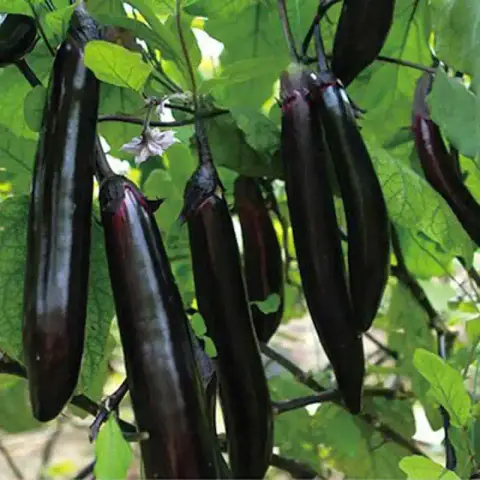 লম্বা বেগুন বীজ (350 Seeds) – দ্রুত বৃদ্ধি ও বেশি ফলন 4